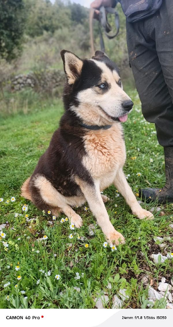 Simba, splendido simil Malamute dagli occhi color cielo Foto 5